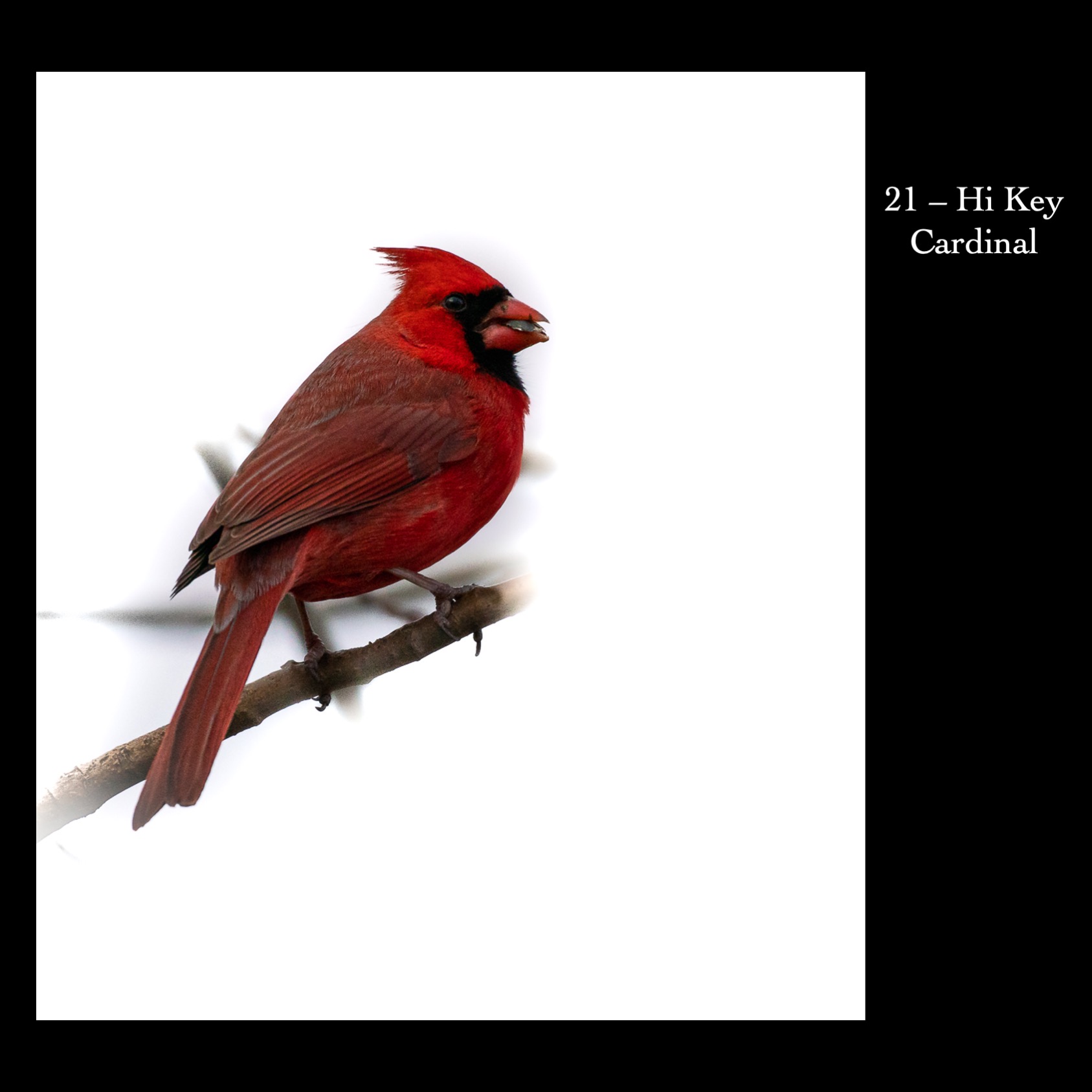 21   Hi Key Cardinal